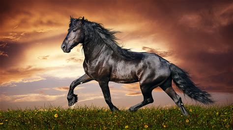 [430+] Horse 4k Wallpapers .